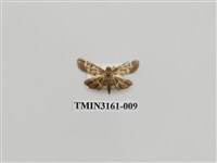 藏品(螟蛾327)的圖片